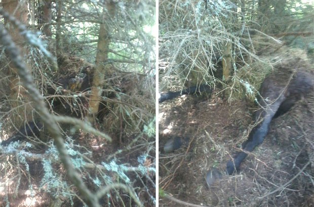 Медвед под заштитом ловаца иако је убио коња (ВИДЕО)