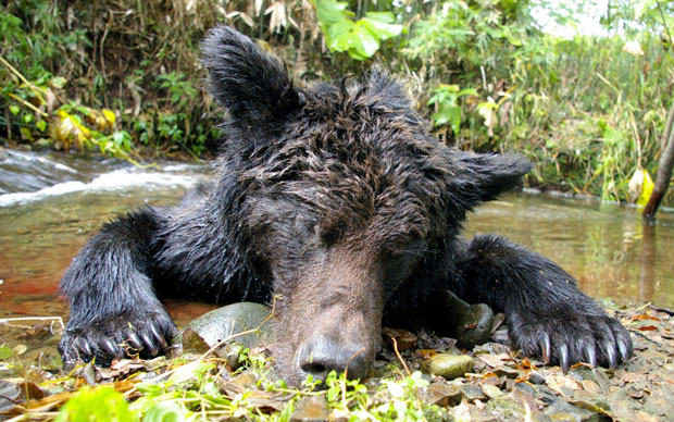 Мртав медвед пронађен у реци узводно од Матешева (ФОТО)