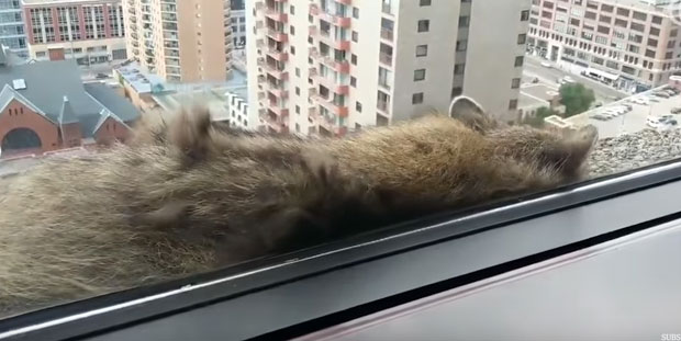 Ракун на врху зграде постао сензација (ВИДЕО)