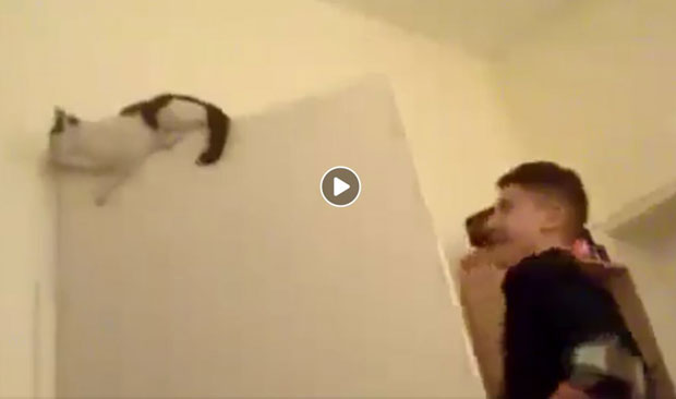 Малолетник пријављен полицији због мучења мачке