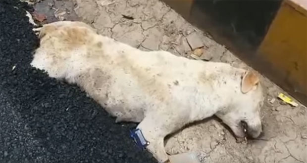 Путари асфалтирали живог пса! (ВИДЕО)