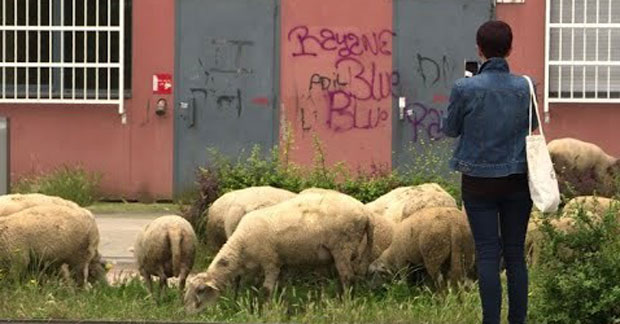 Овце окупирале предграђе Париза (ВИДЕО)