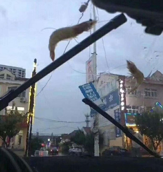 НЕСВАКИДАШЊА КИША: Са неба падале морске звезде и шкампи (ФОТО)