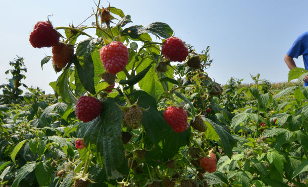 ВИДЕЛИ ОД СРБА: Пољски малинари почели протест због откупне цене и прекинули бербу