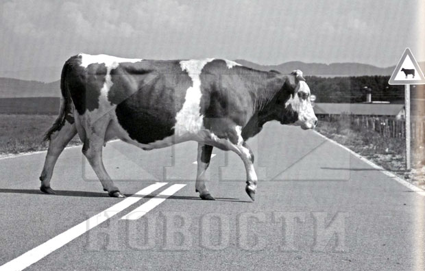 Београдске приче: Крај београдске калдрме