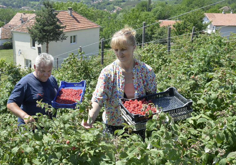 Малинари се вратили у засаде