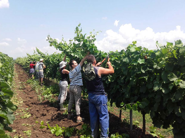 Виногради пуни сезонских радника