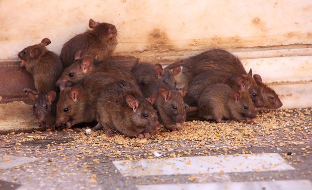 ПАЦОВИ “ОЈАДИЛИ” БАНКУ: После најезде фали гомила новца (ВИДЕО)