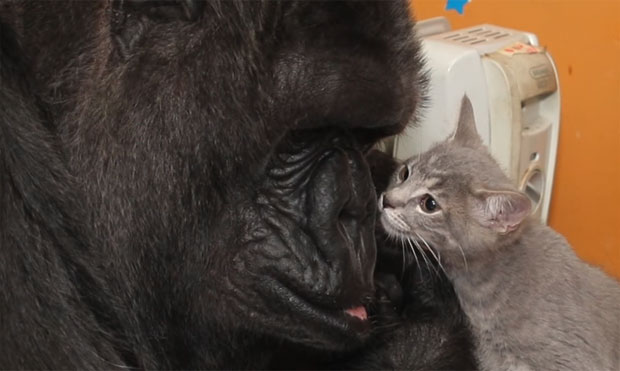 Угинула горила Коко, која се споразумевала знаковним језиком (ВИДЕО)