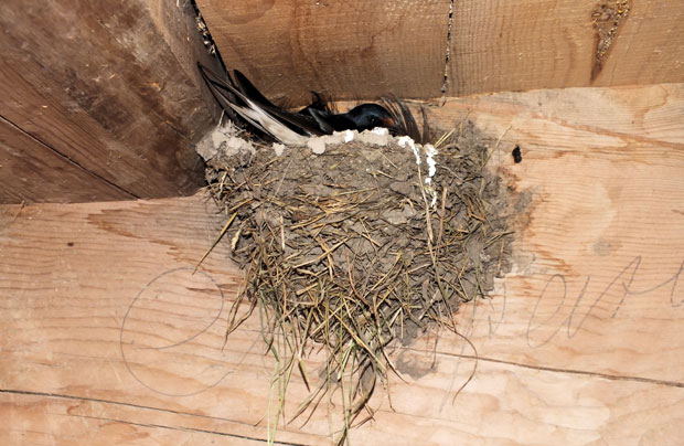 У домаћинству породице Петковић ласте свиле 80 гнезда