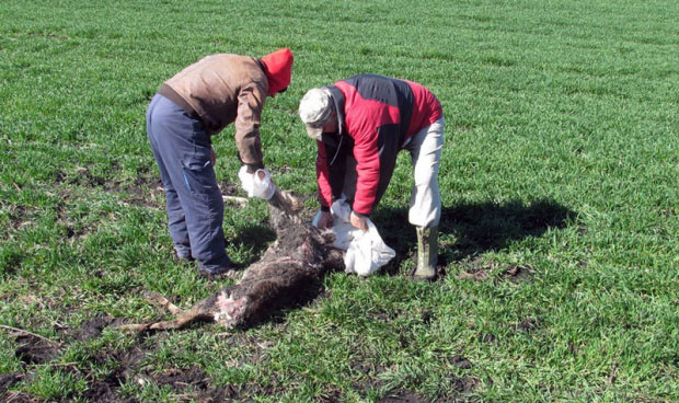 Продао њиву да плати казну