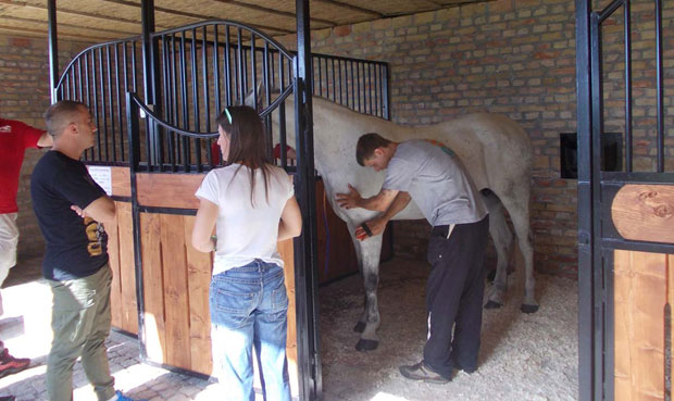 Љубав према коњима лечи затворенике