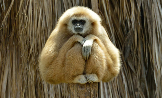 Пронађена мистериозна врста изумрлог мајмуна