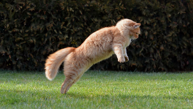 Мачке у Аустралији убију више од милион рептила дневно