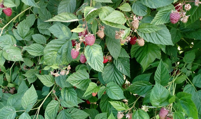 Коначна цена малине следеће недеље?