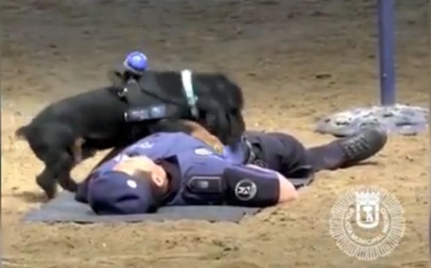 Шпанија: Полицијски пас Панчо дресиран да врши реанимацију (ВИДЕО)