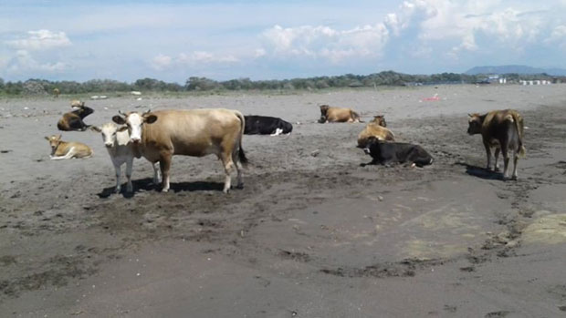 Уочи туристичке сезоне, на Великој плажи сунчају се краве