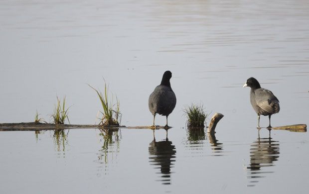 Брзанско моравиште специјални резерват птица и водоземаца