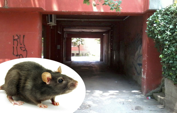 Пацови искачу из купатила!