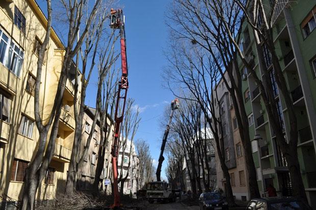 Орезане гране и ризична стабла у Новом Саду