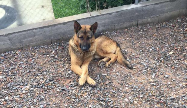 Нестао вучјак на Алтини