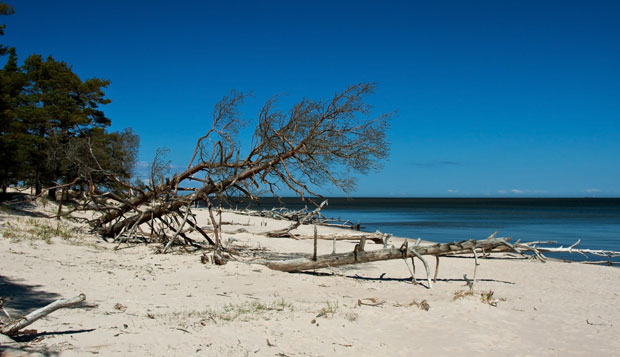 Пало стабло бора у Бару, повређено двоје деце