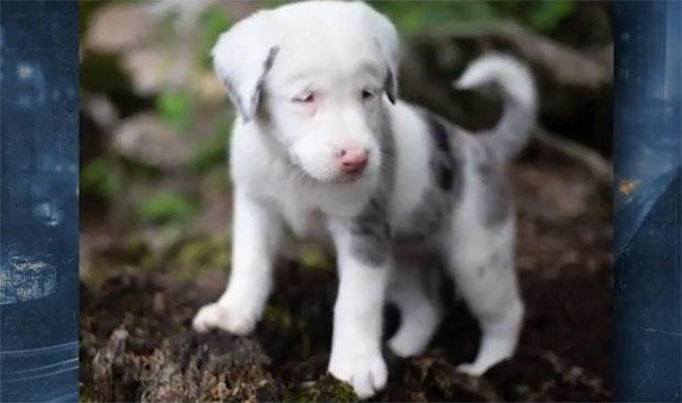 Алабама: Глуво штене спасено из рупе, акција трајала 30 сати (ВИДЕО)