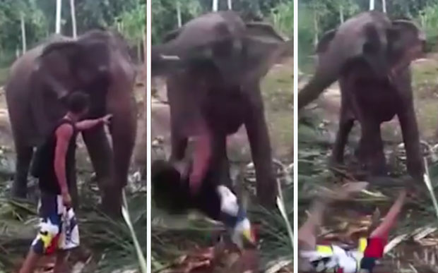 НЕ ДИРАЈ ДОБРОЋУДНОГ ЏИНА ДОК ЈЕДЕ: Слон нокаутирао туристу (ВИДЕО)