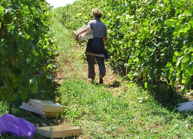 НЕЗАПОСЛЕНИ НЕЋЕ ДА РАДЕ: У Црној Гори све се више издваја новца за  раднике који долазе из региона