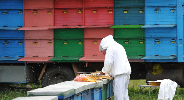 МИСТЕРИЈА У СРЕМУ: Хиљаде мртвих пчела по њивама, а од узрока ни трага ни гласа