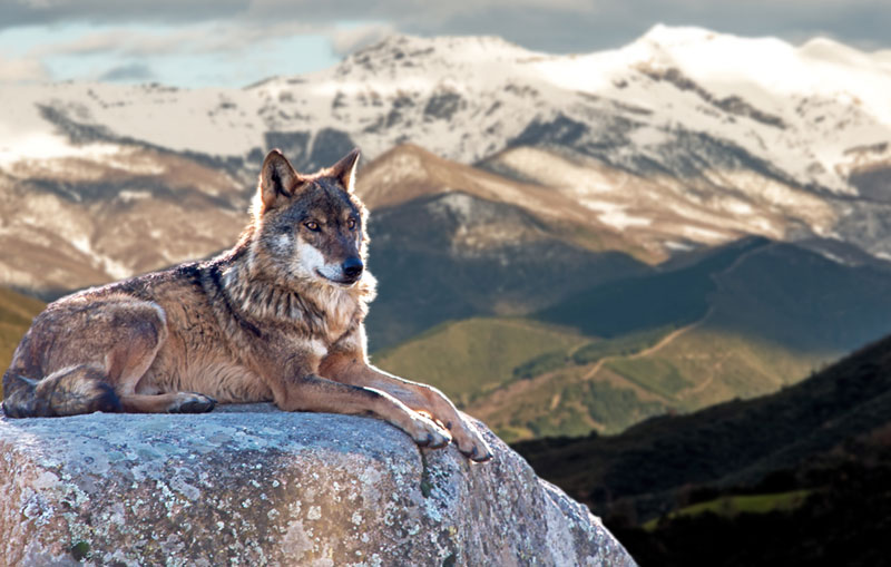 Сиви вукови из Чернобиља по свету шире мутиране гене?