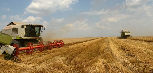 Српска пшеница ускоро у Египту и Кини?