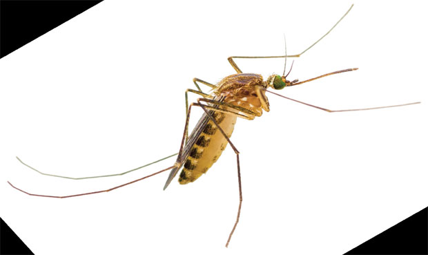 Најопаснија животиња на свету