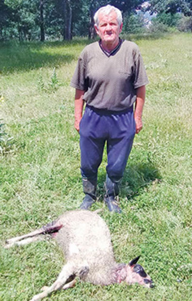 ПСИ ХАРАЈУ КОД ПЉЕВАЉА: Растргли 40 оваца!