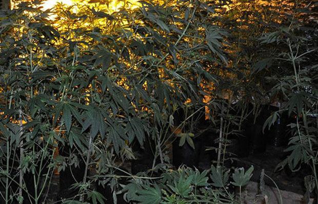 ЛИСИЦЕ ЗВОГ ДРОГЕ: У стану крио 10 кг стабљика марихуане 