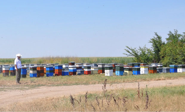 Сваком пчелару по 100.000 динара