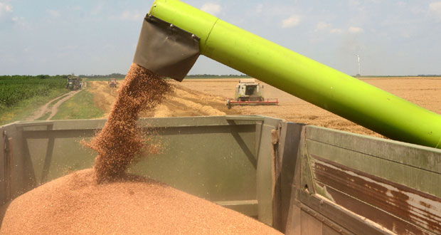 Влага оборила цену пшенице