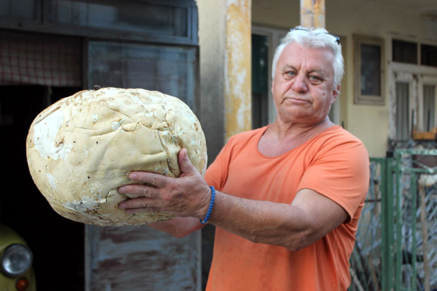 КИША НЕ СМЕТА СВИМА: Родиле гљиве тешке и 3,5 килограма, опрез ако их берете (ФОТО)