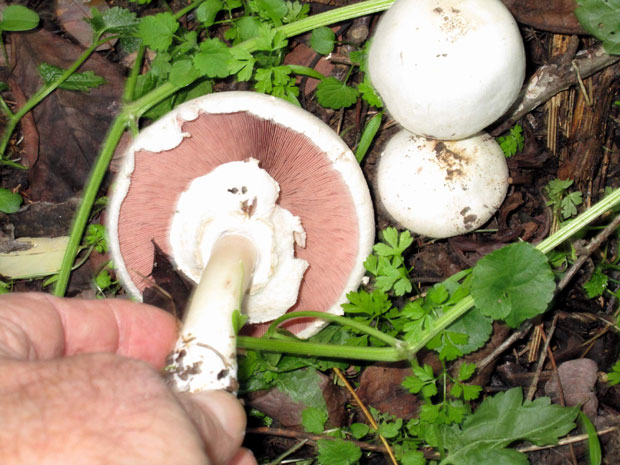 ПОВЕЋАН БРОЈ ОТРОВАНИХ ПЕЧУРКАМА: Шесторо у болници због гљива