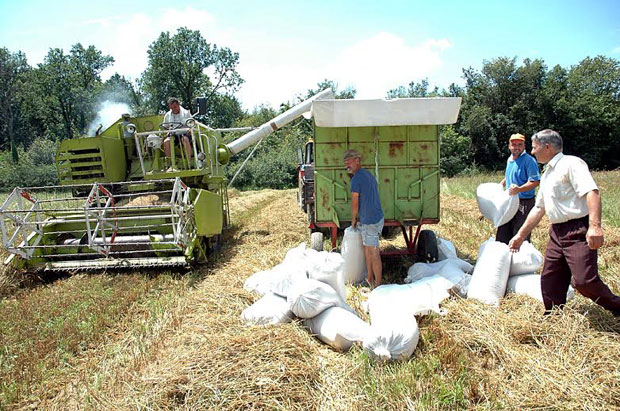 У Семберији жетва под кишобранима
