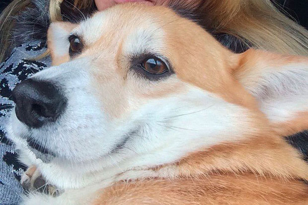 ПАС ОТКРИО УБИЦУ: Из љубоморе тукао девојку до смрти, па покушао да сакрије трагове (ФОТО)