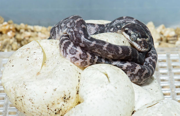 Успео узгој најређе дивовске змије у зоо врту (ФОТО)