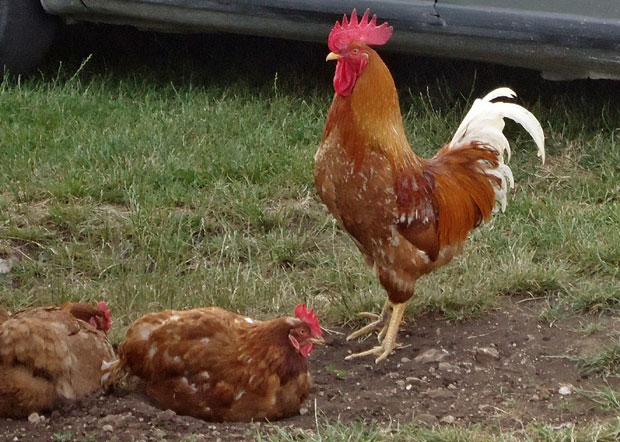 ЗАШТИТНИ ЗНАК ПЕЦАРОША БРЕЗАНА: Пивски петао заводи краљице реке