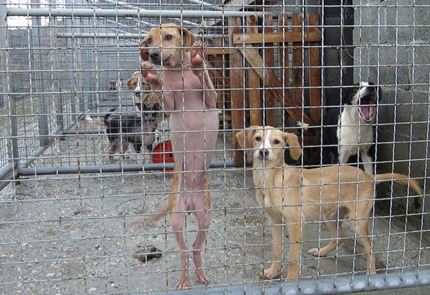 Пљевља: Мало места за псе