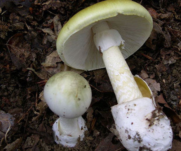 Тровање код Неготина: Деду преварила зелена пупавка