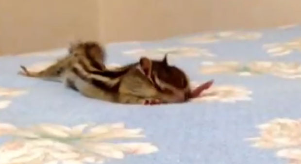 ЈУТАРЊЕ РАЗГИБАВАЊЕ: Ево како ова веверица започиње дан