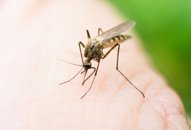 Једна особа преминула од последица грознице Западног Нила