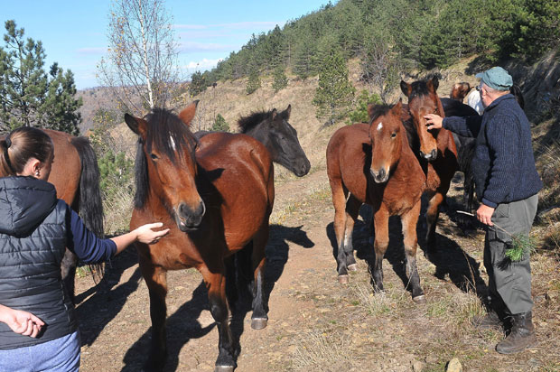 На штрапаријади више од 70 коња такмичиће се у вучи трупаца