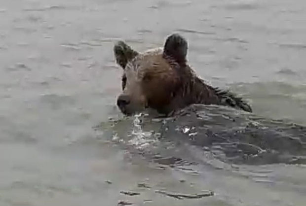 Медвед залутао у јужни Банат?