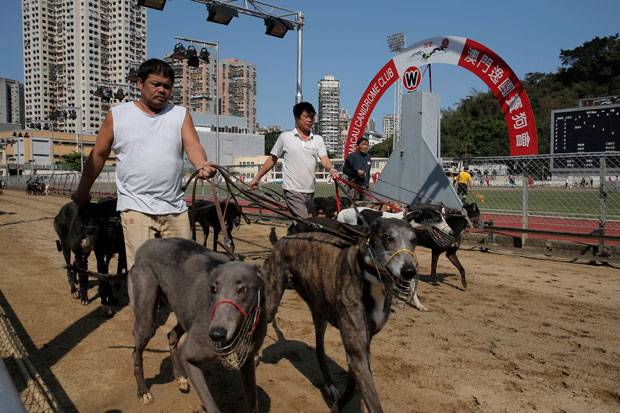 Затворено тркалиште паса у Макау, остала 533 незбринута хрта